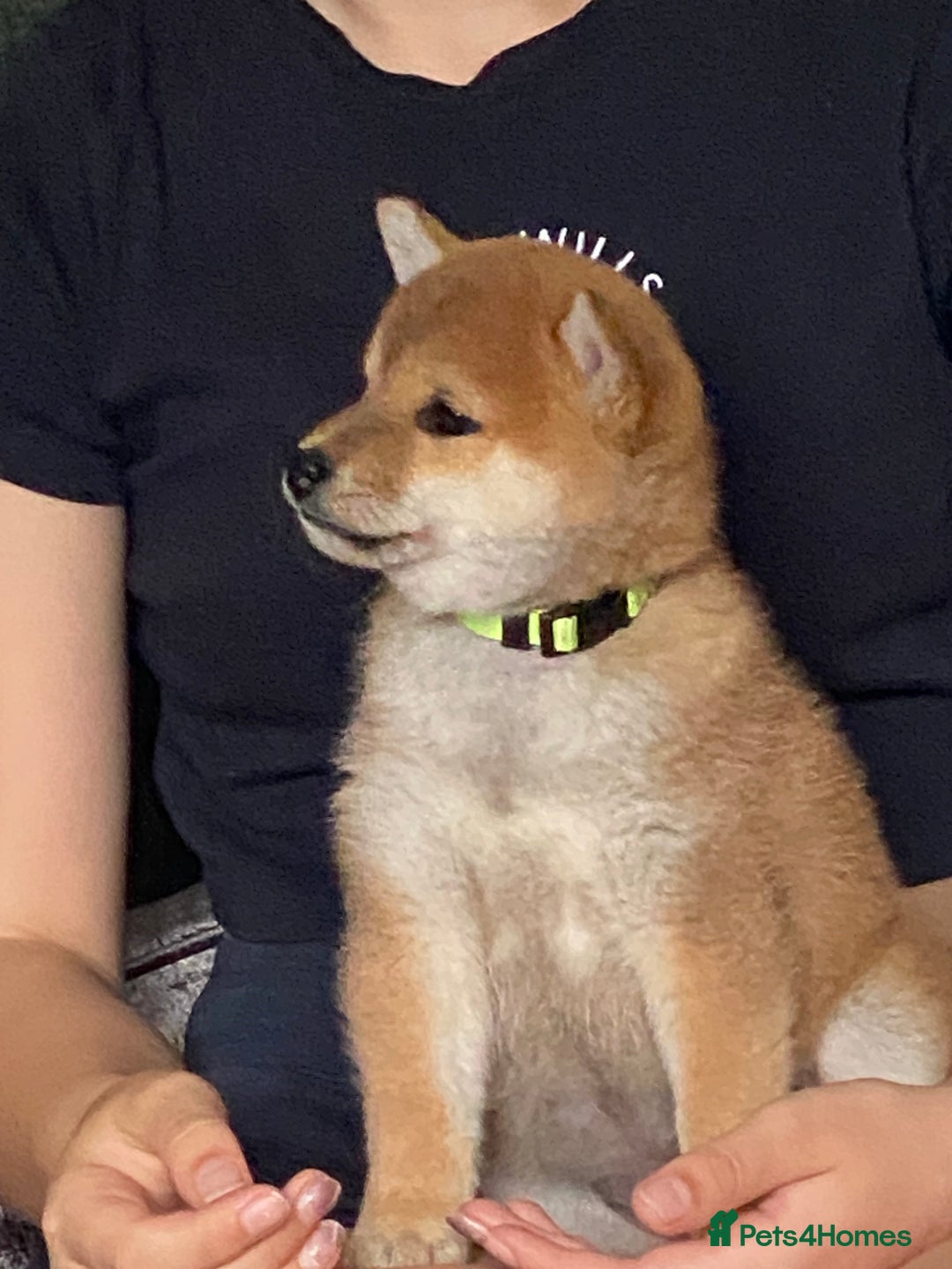 Japanese Shiba Inu dogs for sale: Quality KC Shiba Inu Puppies - Image 1