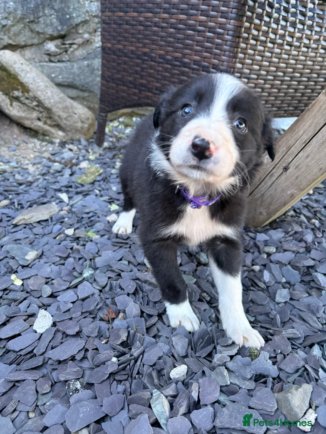 Border Collie dogs for sale: 7 Working Sheepdogs  - Advert 2