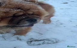 Chow Chow dogs for stud: Kc registered chow chow STUD in Frodsham - Image 4