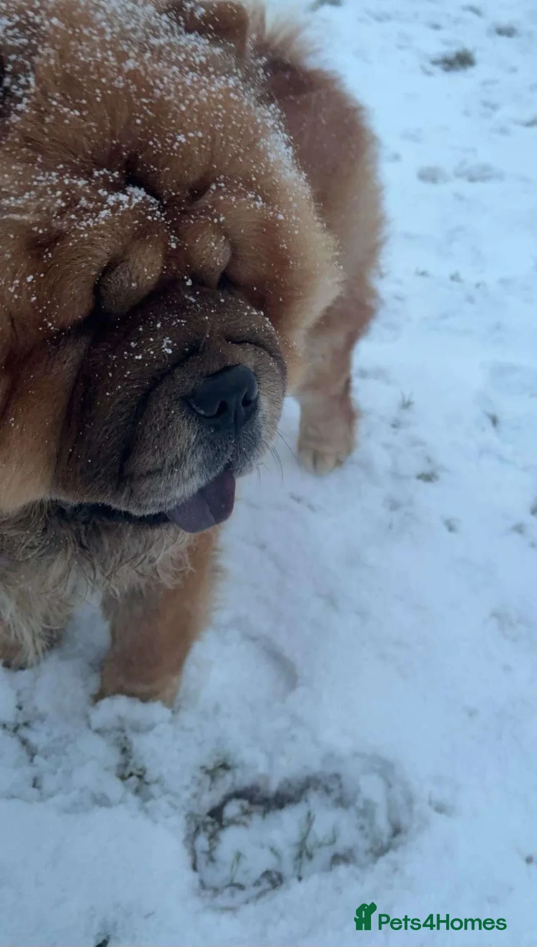 Chow Chow dogs for stud: Kc registered chow chow STUD - Advert 4