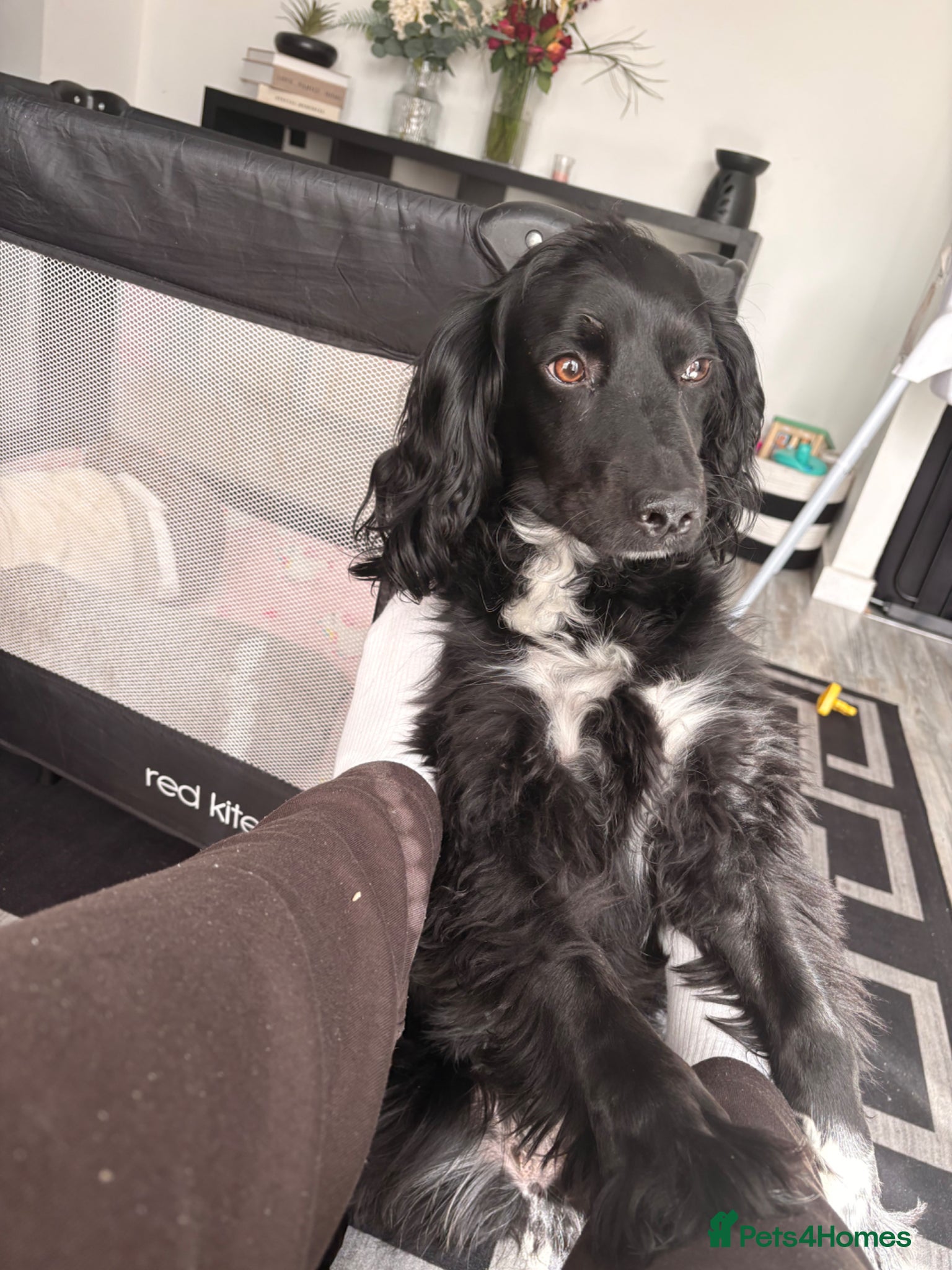 Cocker Spaniel dogs Lilly 2 years old.  - Advert 3