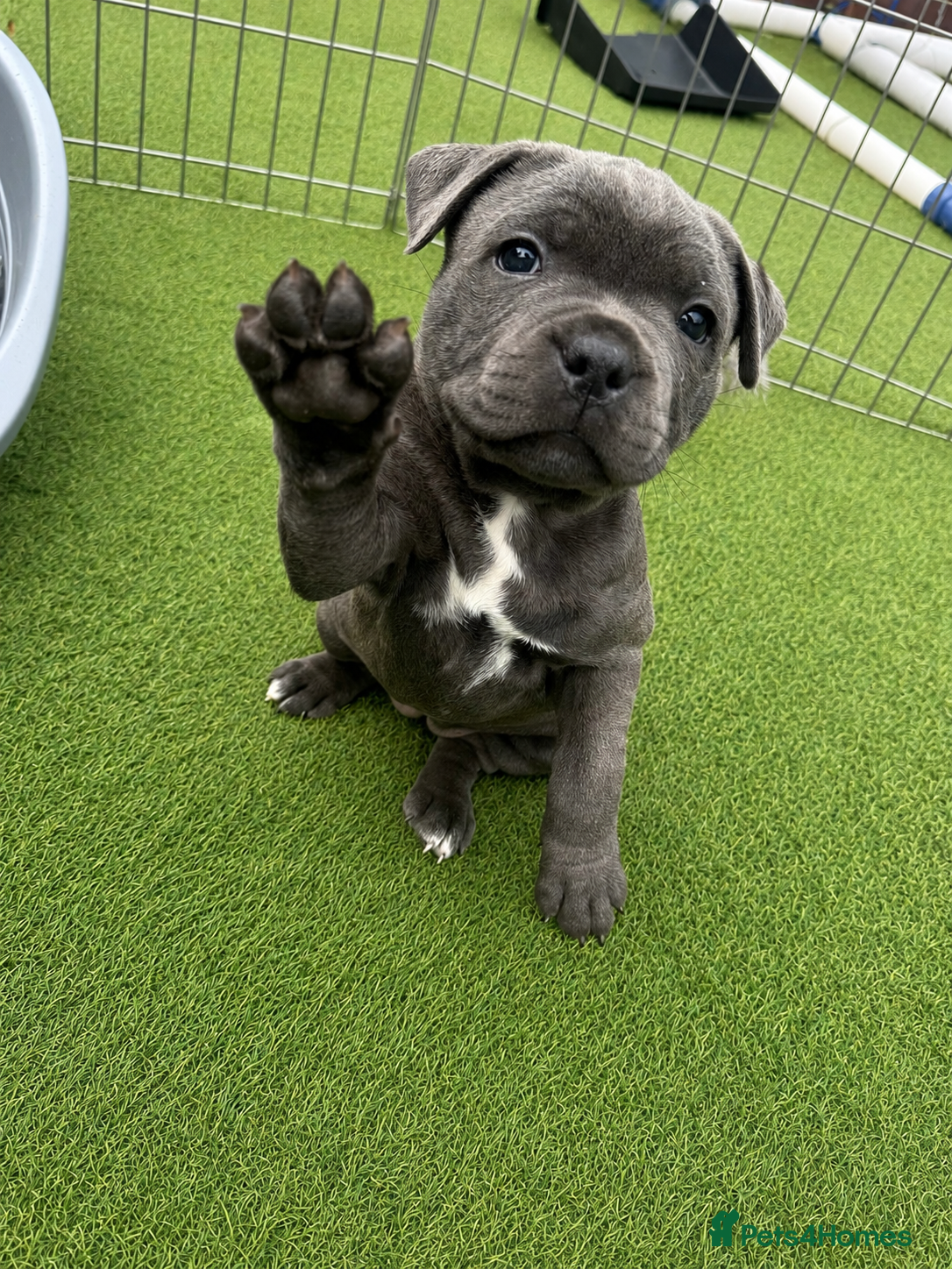 Staffordshire Bull Terrier dogs Pharaon X Piro X Bill Champion pups - Advert 2