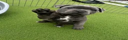 Staffordshire Bull Terrier dogs for sale: NOW READY! Pharaon X Piro X Bill Champion pups - Advert 5
