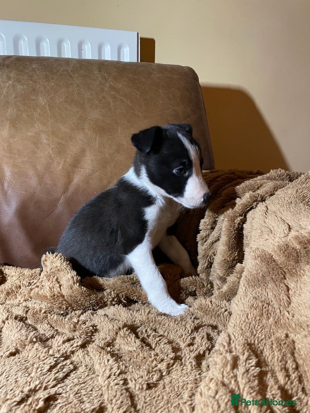 Lurcher dogs for sale: 4 stunning Lurcher colie pups - Advert 3