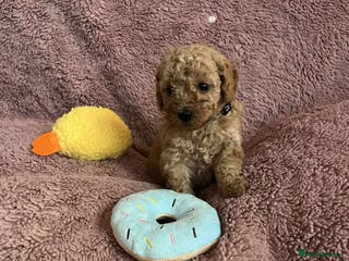 Miniature Poodle dogs Miniature Poodles with parental health checks. - Advert 6