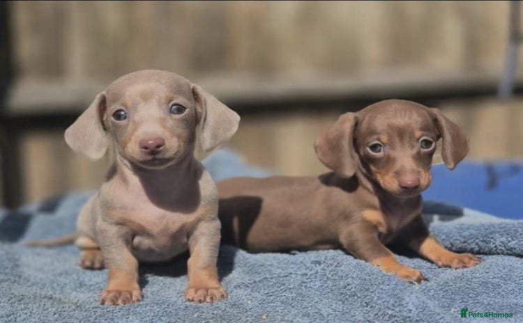 Miniature Dachshund dogs - Advert 1