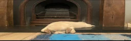 Golden Retriever dogs for sale: Stunning KC Registered Golden Retriever Puppies 🐾 - Advert 10