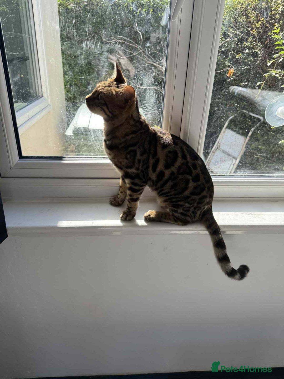 Bengal cats for sale: Orion 2 year old bengal cat - Image 3
