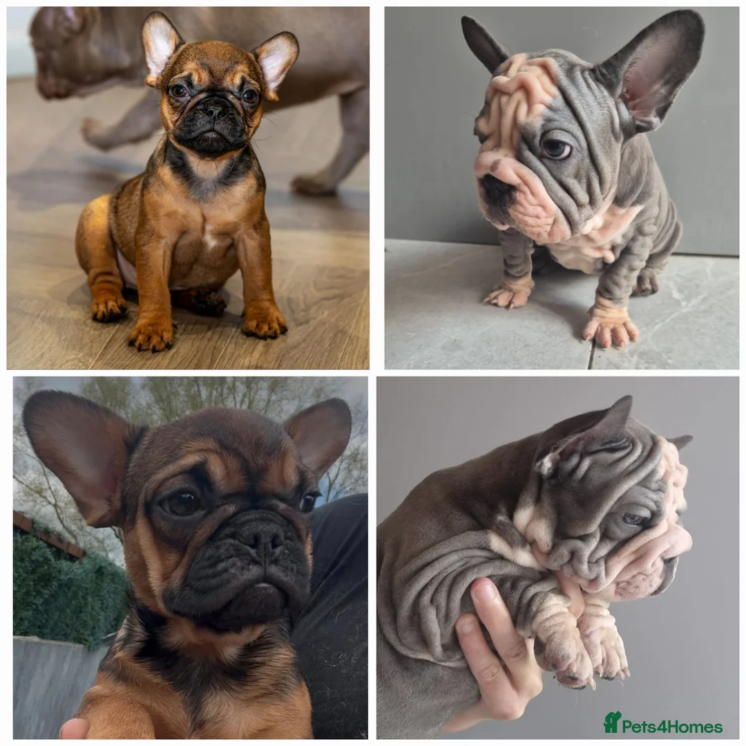 French Bulldog dogs for sale: Last Fully Vaccinated, French Bulldog Ready Now in Manchester - Advert 1