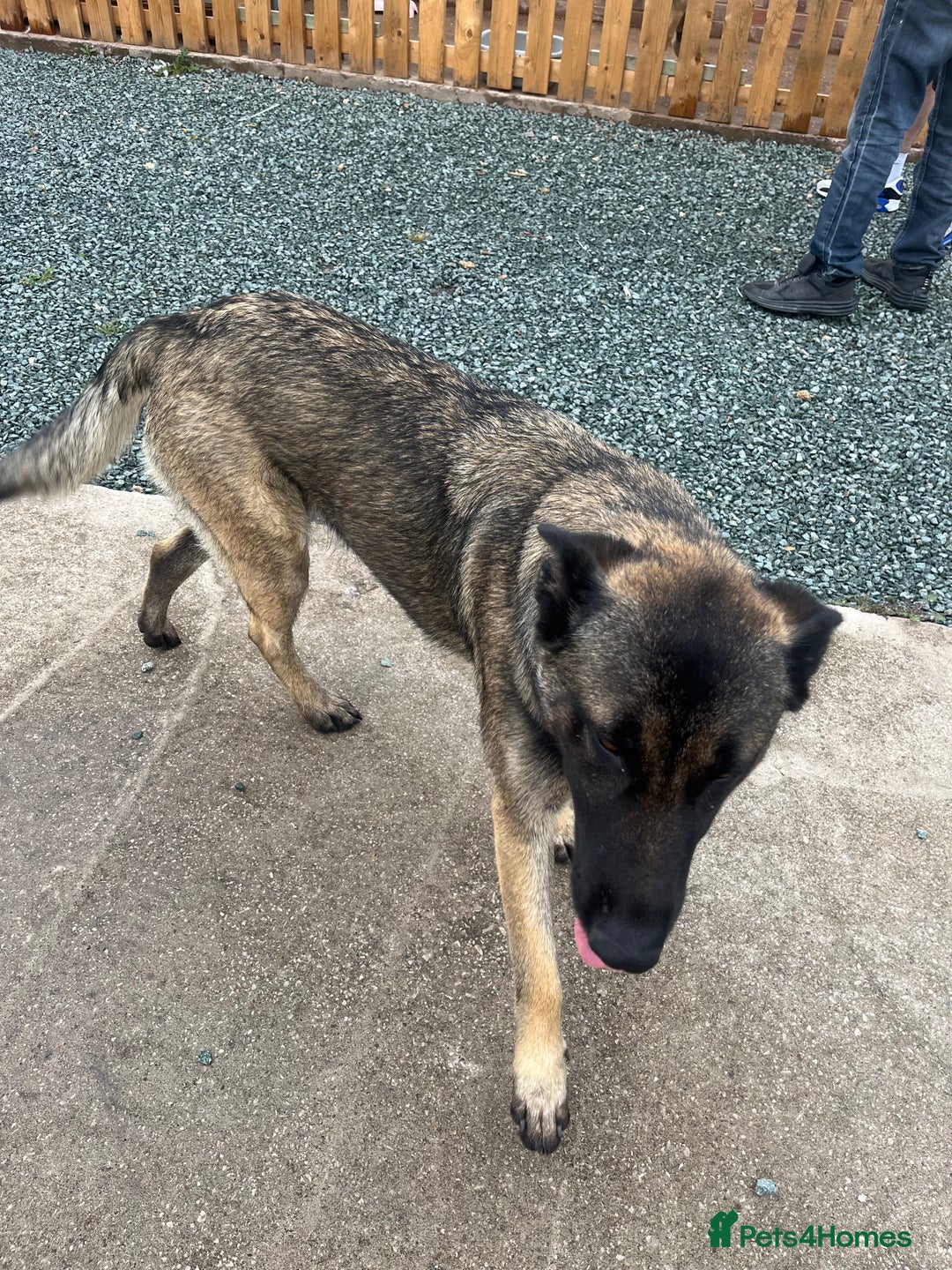 German Shepherd dogs for sale: German Shepherd  - Image 4