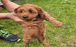 Cockapoo dogs for sale: Beautiful F1 Red Cockapoo Puppies - Image 11
