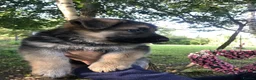 German Shepherd dogs for sale: Strong beautiful playful puppies  - Advert 20
