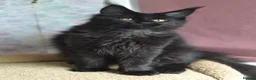 Maine Coon cats for sale: Tica registered Maine Coon Black Boy  - Advert 3