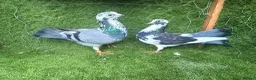 Pigeons birds for sale: Premium Breeding Pigeons Top Quality Pairs Availab - Advert 23