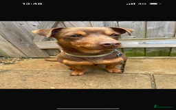 Jack Russell dogs for sale: 3 year old bramble  - Image 3