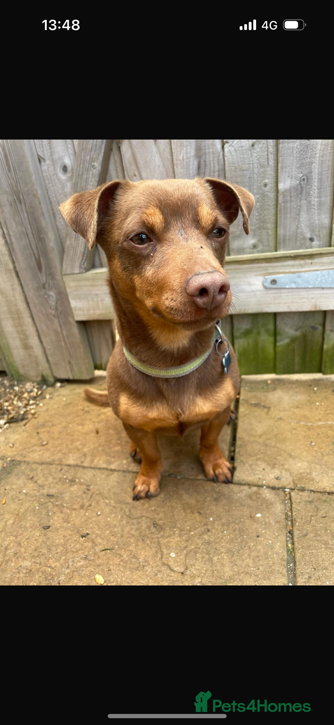 Jack Russell dogs for sale: 3 year old bramble  - Image 3