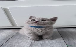 British Shorthair cats for sale: 5 beautiful BSH kittens - Image 18