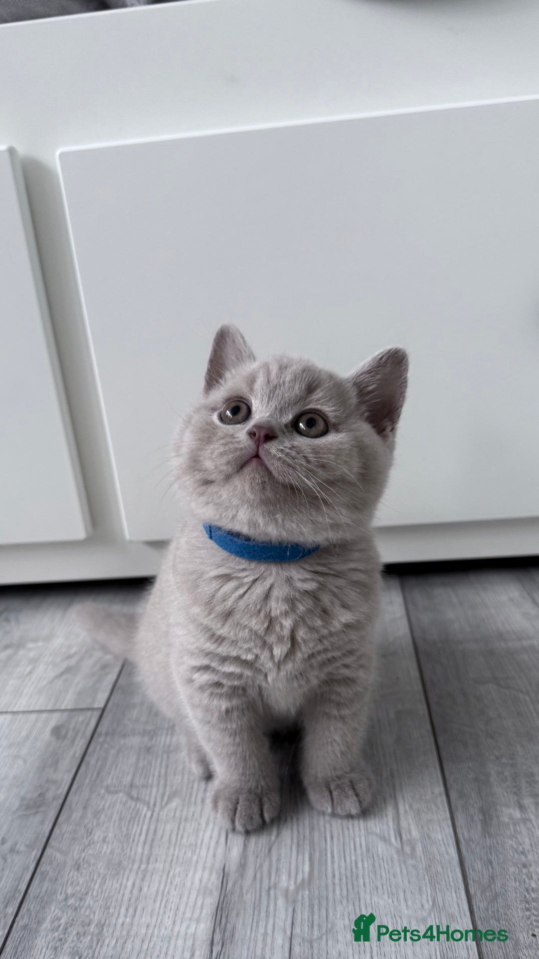 British Shorthair cats for sale: 5 beautiful BSH kittens - Image 18