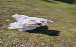 Bichon Frise dogs for stud: Bichon for Stud - Image 3