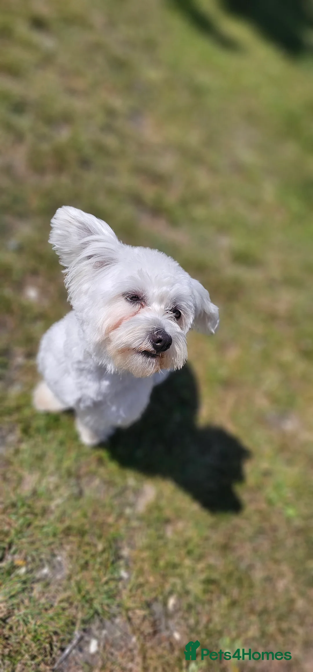 Bichon Frise dogs for stud: Bichon for Stud - Advert 4