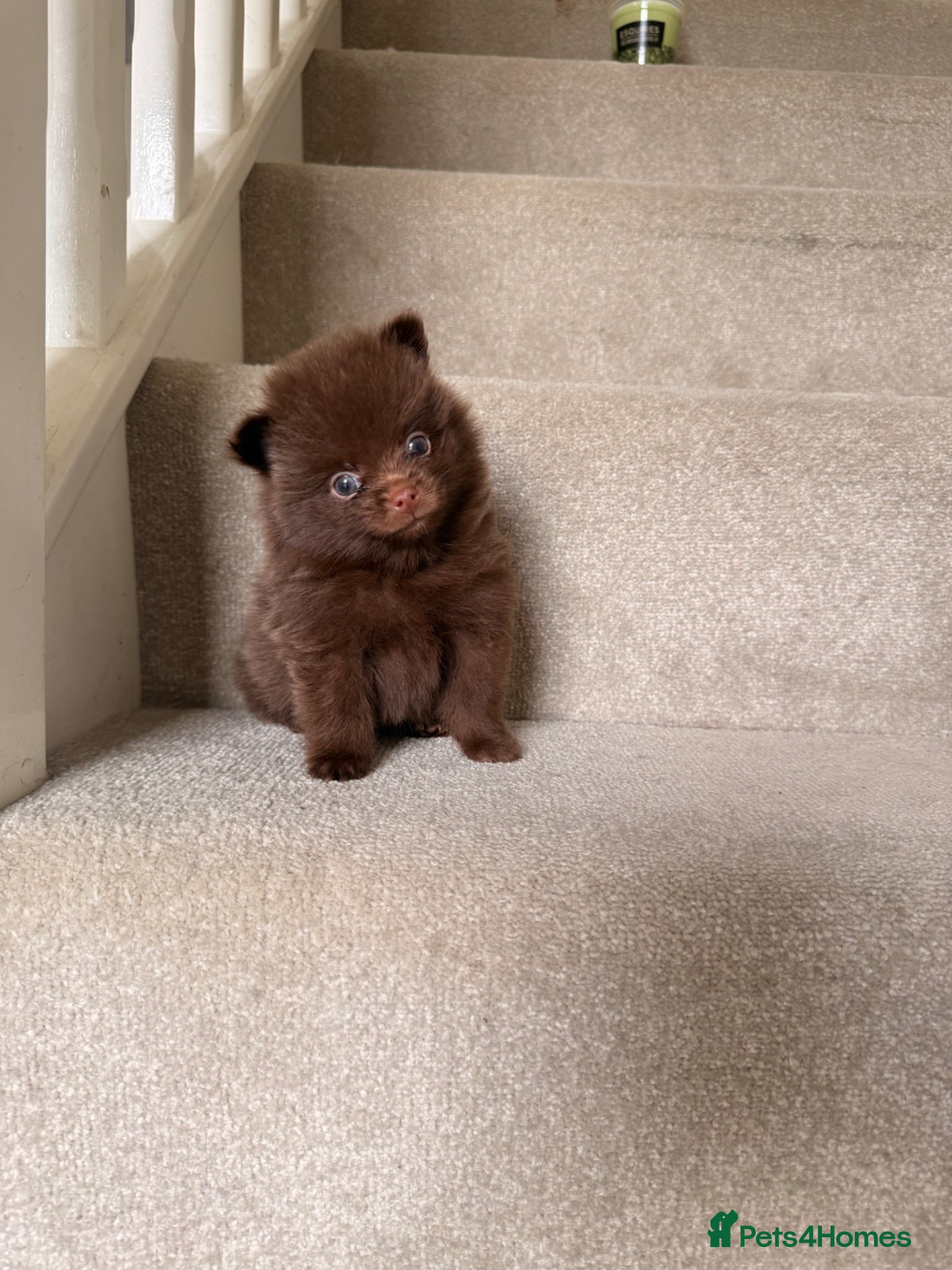 Pomeranian dogs Beautiful Pomeranian Puppies ❤️ - Advert 2