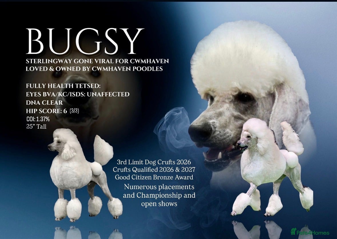 Standard Poodle dogs Quality White Standard Poodle for Stud - Advert 1