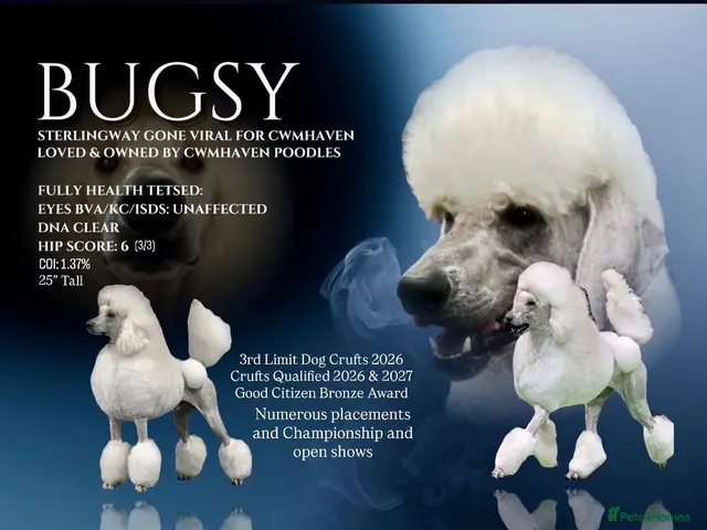 Standard Poodle dogs for stud: Quality White Poodle for Stud - Advert 1