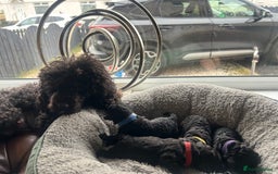 Toy Poodle dogs for sale: 5 generation championship pedigree toy poodle pups - Image 5