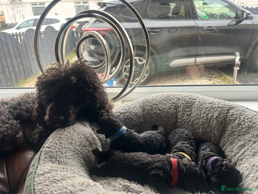 Toy Poodle dogs for sale: 5 generation championship pedigree toy poodle pups - Image 5