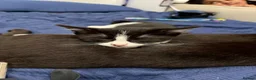 British Shorthair cats for sale: Beautiful tuxedo boy ready to go  - Advert 5