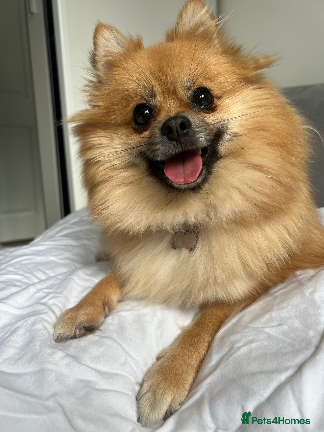 Pomeranian dogs for sale: 5 year old female Pomeranian - Image 9