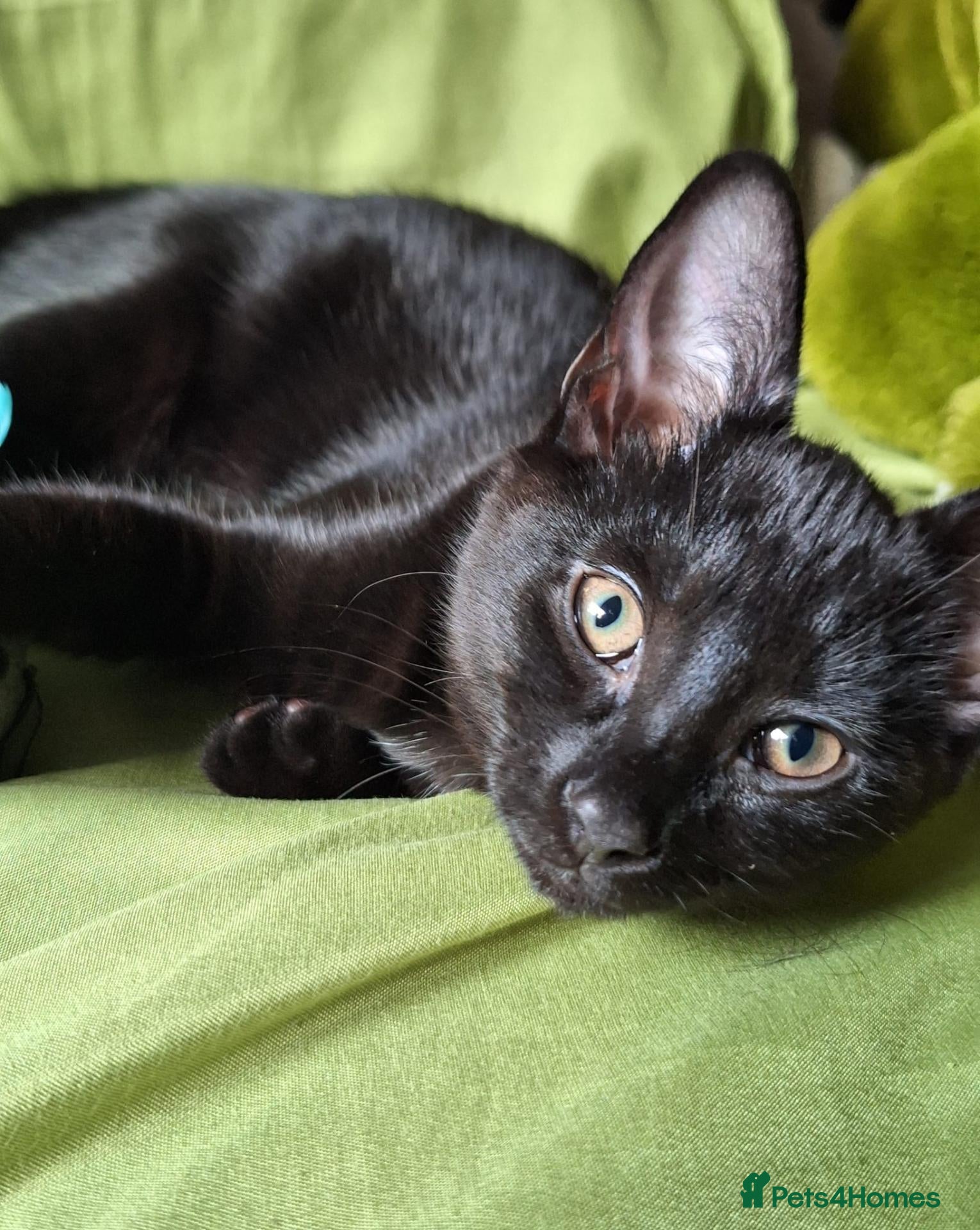 Mixed Breed cats Must go ASAP 1 black 12 week old kittens  - Advert 5