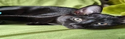 Mixed Breed cats for sale: Must go ASAP 1 black 12 week old kittens  - Advert 1