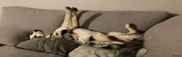 Border Collie dogs for sale: Luna – 6-year-old Blue Merle Border collie  - Advert 4