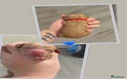 Cockapoo dogs for sale: READY  **  EVE COCKAPOO PUPS - Image 10