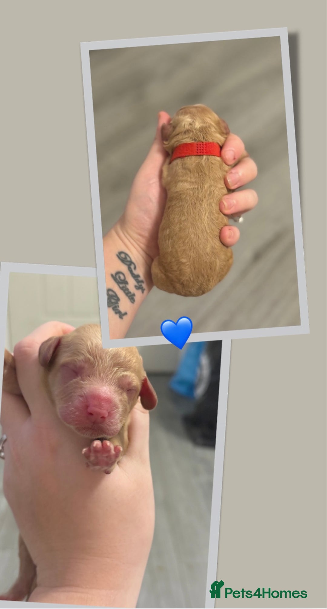 Cockapoo dogs for sale: READY  **  EVE COCKAPOO PUPS - Image 10