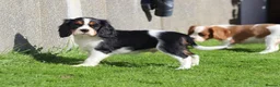 Cavalier King Charles Spaniel dogs for sale: Beautiful Cavalier King Charles Spaniel puppies - Advert 21