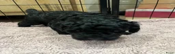 Mixed Breed dogs for sale: Miniature Poodle puppies available  - Advert 14