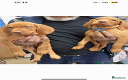 Hungarian Vizsla dogs for sale: Beautiful Hungarian viszla pups - Image 3