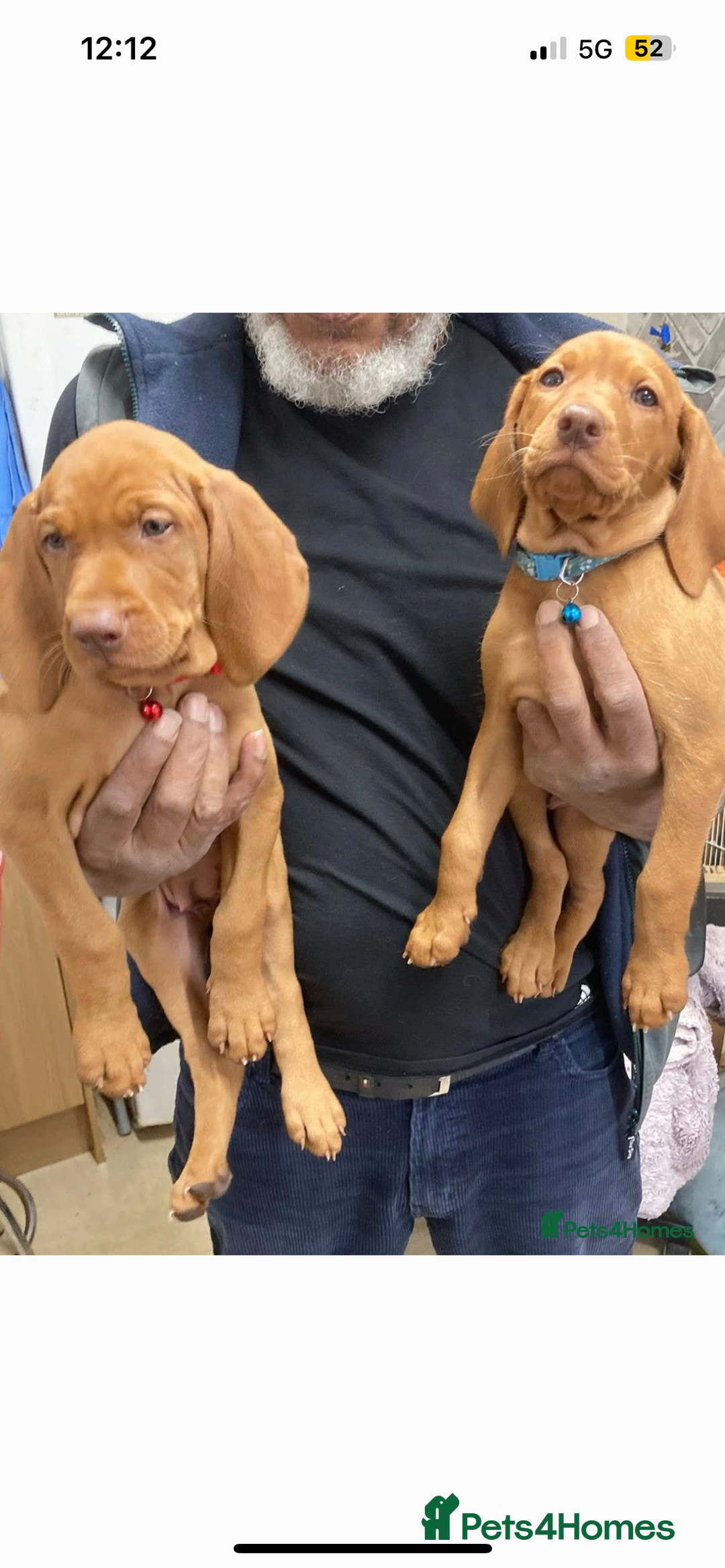 Hungarian Vizsla dogs for sale: Beautiful Hungarian viszla pups - Image 3