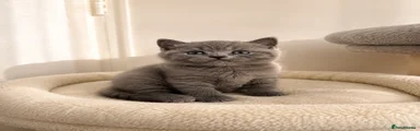 British Shorthair Kitten 5