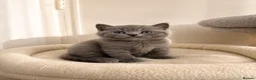 British Shorthair cats for sale: British Shorthair Kittens for Sale – 5 Available! - Advert 24