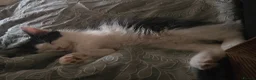 Mixed Breed cats for sale: 4 beautiful kittens= 1 female left - Advert 8