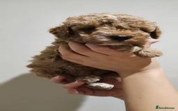 Cockapoo dogs for sale: Beautiful Toy f2 Cockapoos  - Image 16