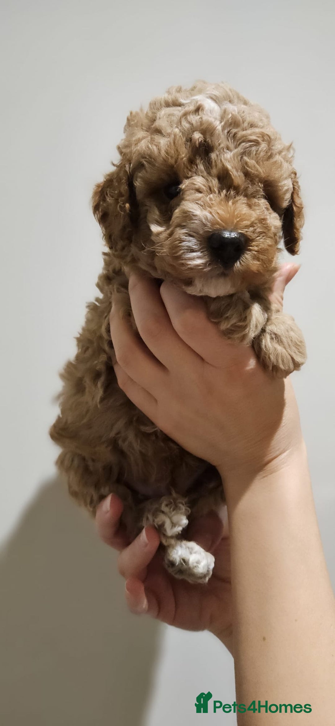 Cockapoo dogs for sale: Beautiful Toy f2 Cockapoos  - Image 16