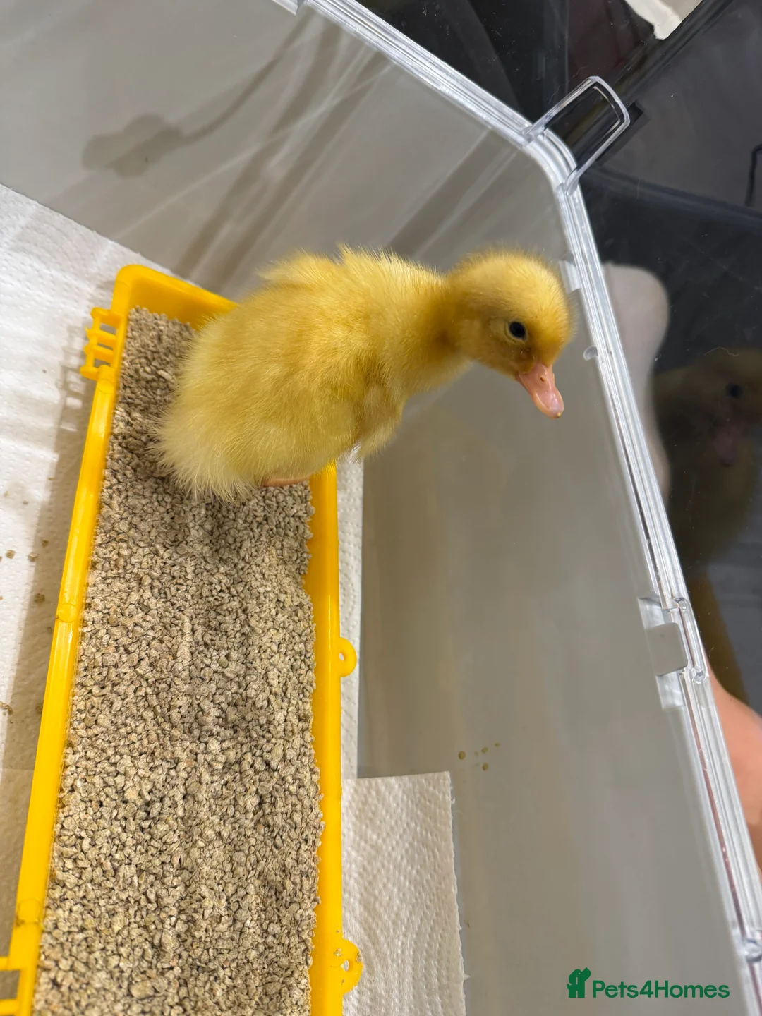 Ducks poultry for sale: Ducklings - Advert 8