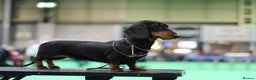 Miniature Dachshund dogs for sale: Show Quality IVDD screened KC Reg Mini Smooths  - Advert 8