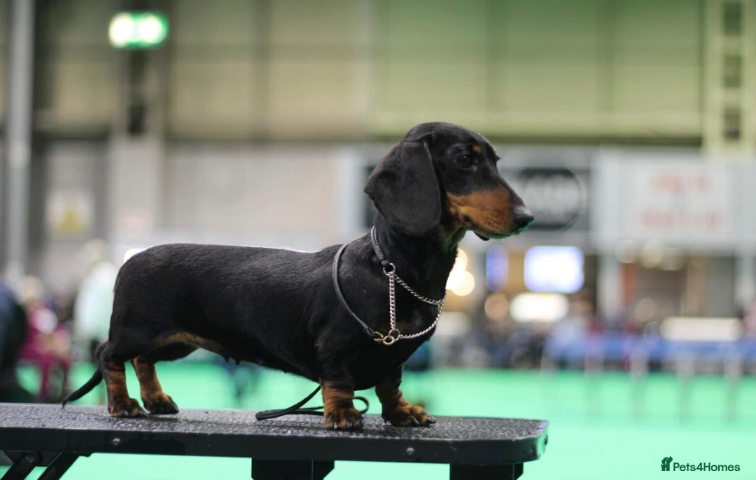 Miniature Dachshund dogs for sale: Show Quality IVDD screened KC Reg Mini Smooths  - Advert 8