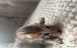 Bengal cats for sale: 2 bengal x Egyptian mau kittens  - Image 5