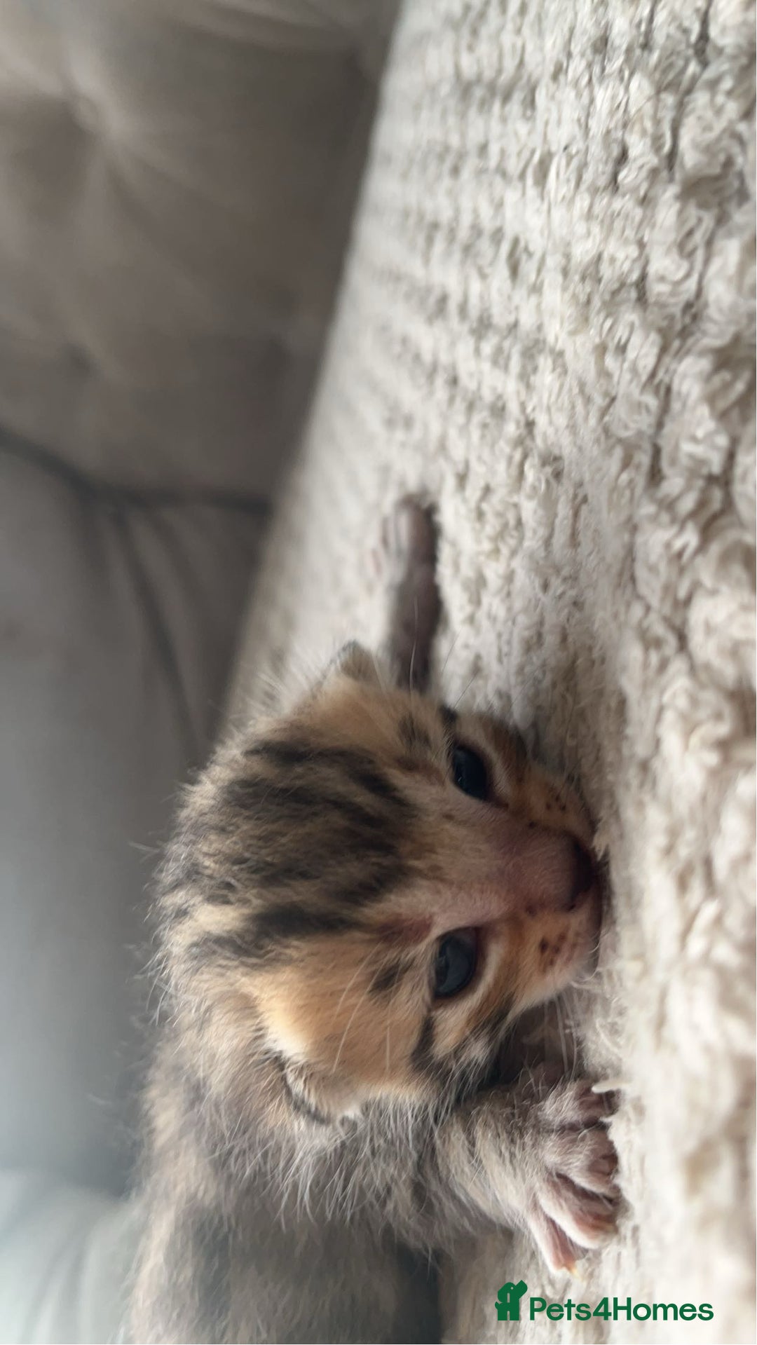 Bengal cats for sale: 2 bengal x Egyptian mau kittens  - Image 5
